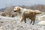 GOLDEN RETRIEVER 455